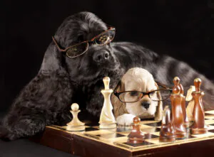 2 dogs playing chess