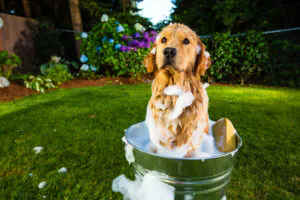 dog being bathed 