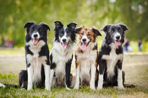 4 dogs sitting lined up