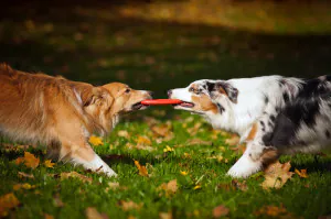 2 dogs playing tug-of-war
