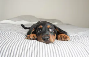 dog laying down