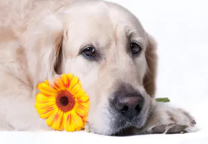 dog with a sunflower in their mouth