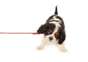 dog pulling on leash