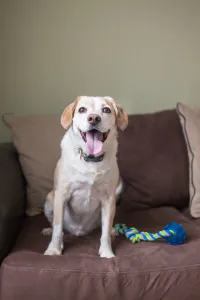 dog on couch with their toy