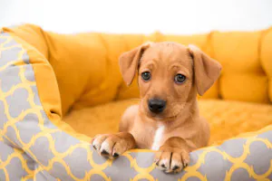 puppy laying down