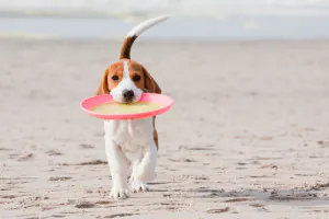 dog with a frisbee in their mouth