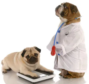 dog dressed as a doctor checking a patient's weight