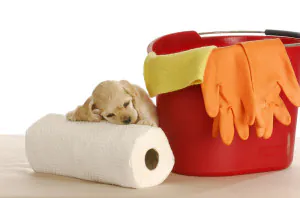dog sleeping on paper towels