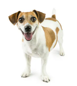 brown and white dog