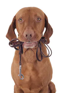 brown dog with leash in mouth