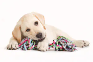 puppy chewing on toy