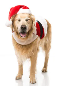 dog dressed as santa