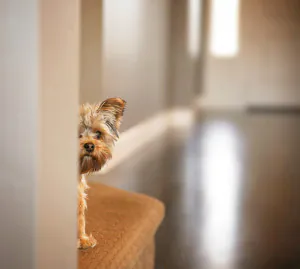 a small dog hiding 