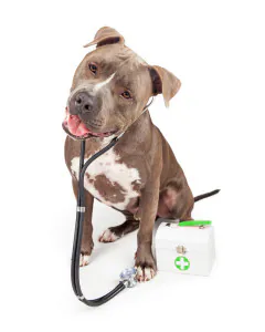a dog with a medical device and first aid kit
