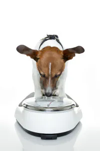 dog on weight scale
