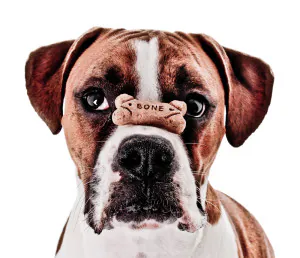dog balancing bone on their nose