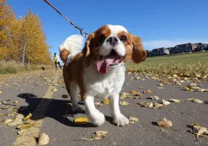 puppy being walked