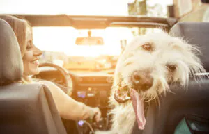 a happy dog with their tongue out in the car next to the driver