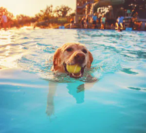 dog swimming in the pool with a ball in their mouth