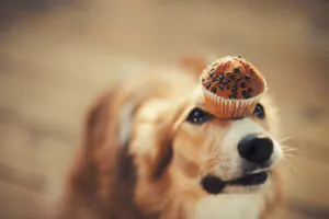 dog balancing a cupcake on their forehead