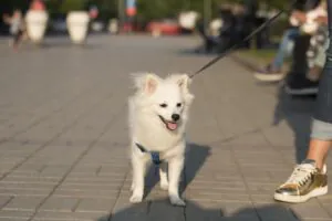 test pavement temperature for dogs