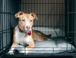Pros and Cons of Crate Training