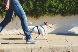 why should you hire a dog walker