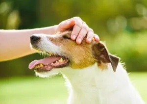 how to calm a hyper dog