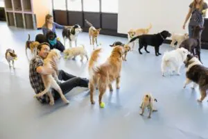 5 signs your dog daycare is the right fit