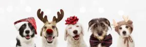 holiday dogs