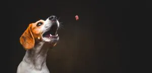 dog and treat