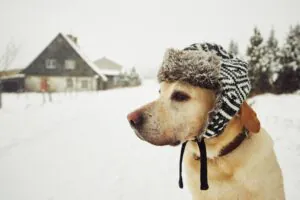 dog house and snow