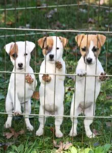 puppy proof
