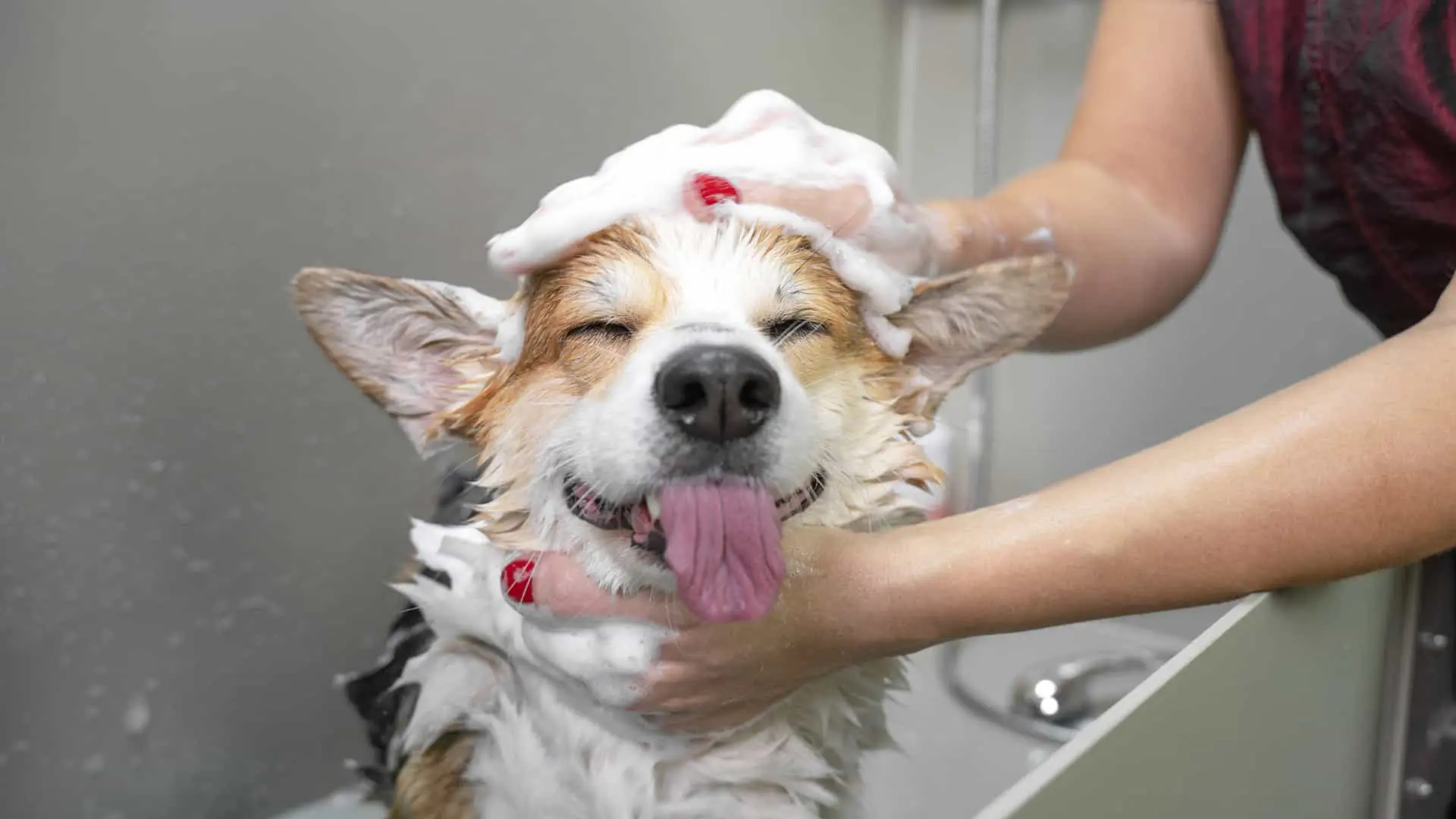 How Often to Bathe a Dog_ A Practical Guide for Austin Pet Parents image 2