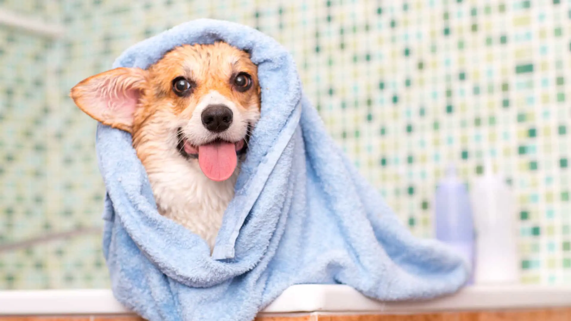 How Often to Bathe a Dog_ A Practical Guide for Austin Pet Parents image raw