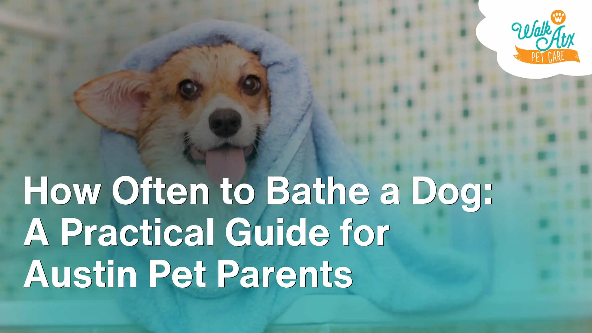 How Often to Bathe a Dog_ A Practical Guide for Austin Pet Parents image
