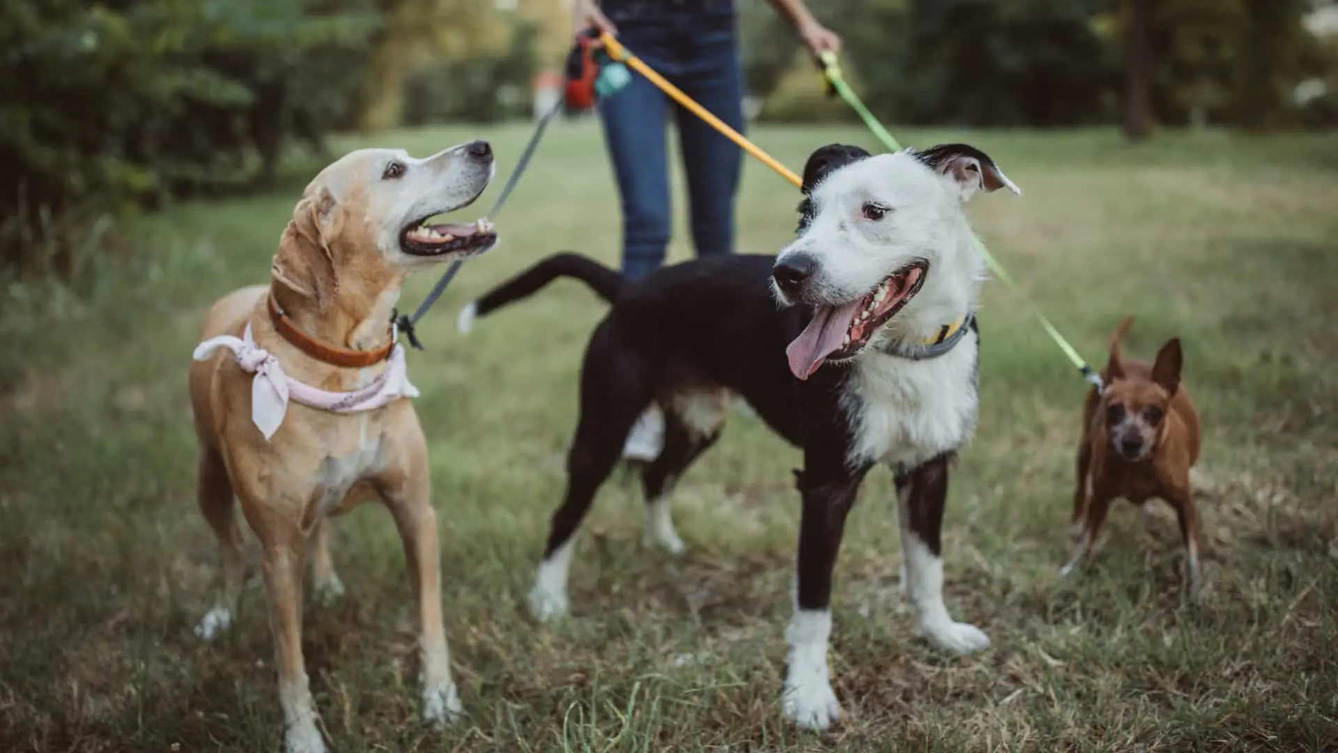 How to Introduce Dogs to Each Other_ A Step-by-Step Guide for a Positive First Meeting image 2