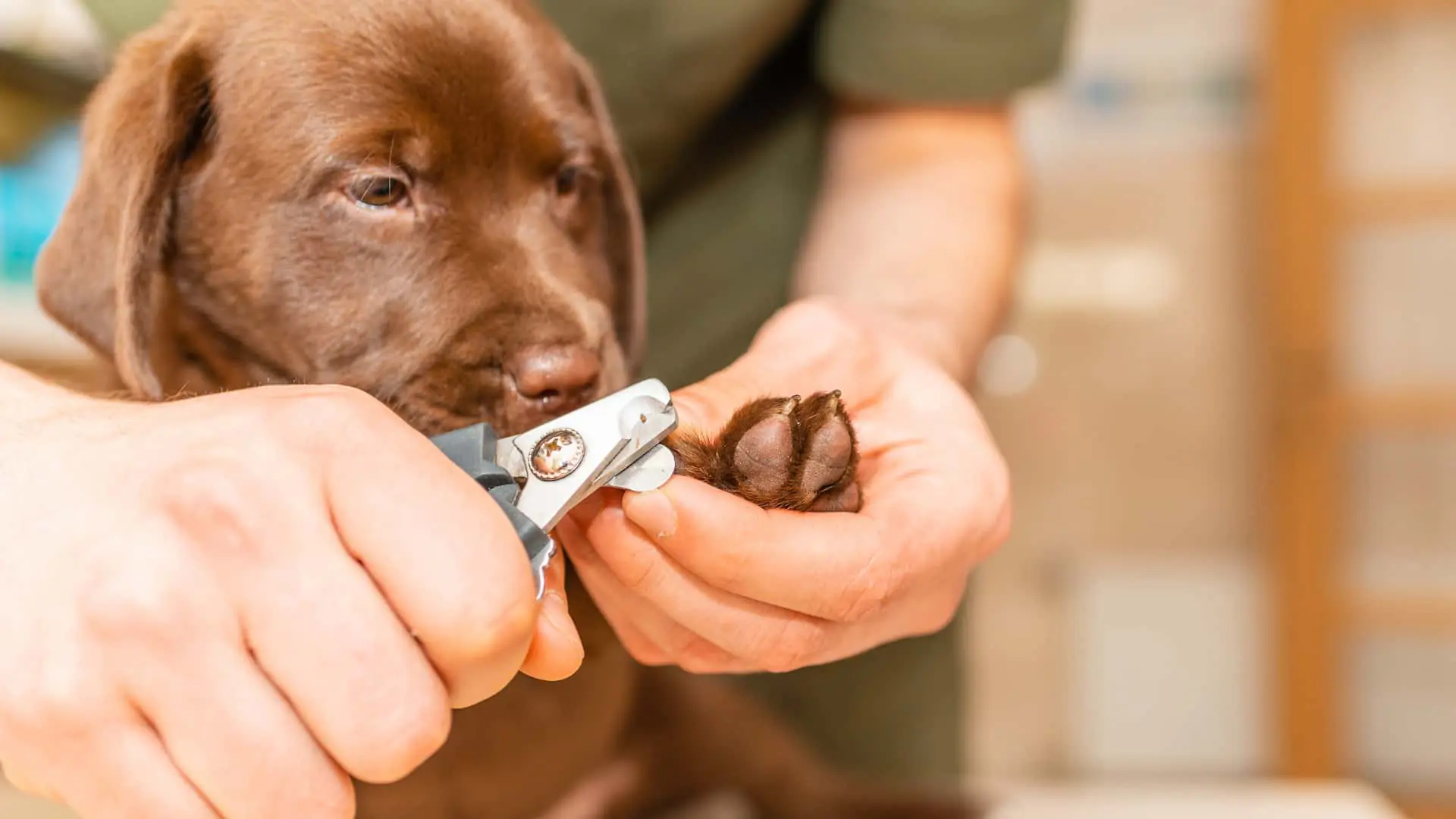 How to Trim Dog Nails at Home_ A Fear-Free Guide for Pet Parents image 2