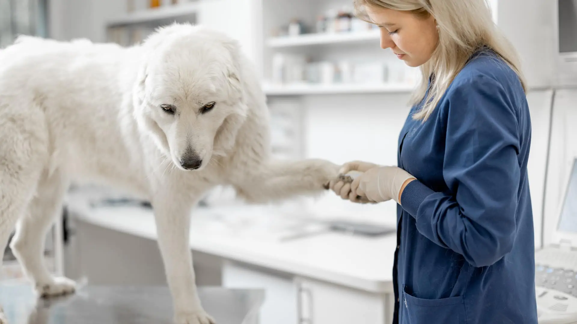 How to Trim Dog Nails at Home_ A Fear-Free Guide for Pet Parents image raw