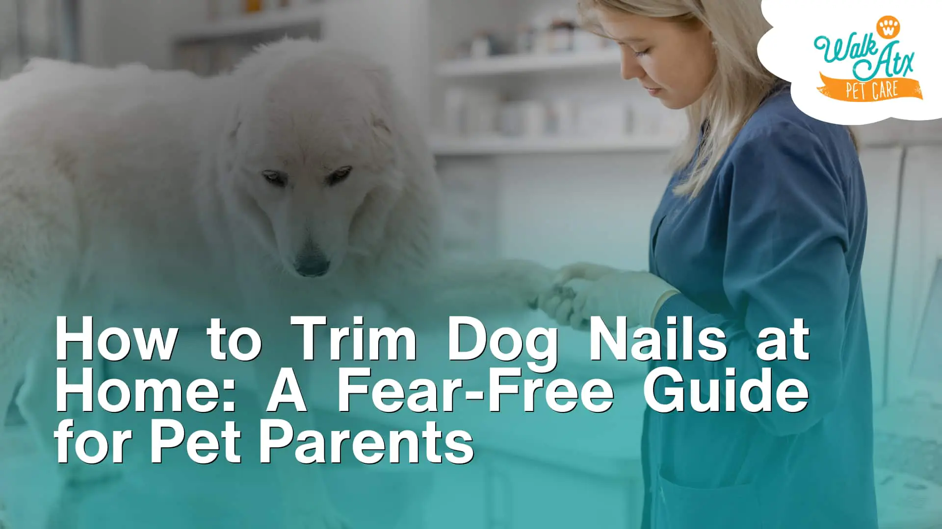 How to Trim Dog Nails at Home_ A Fear-Free Guide for Pet Parents image