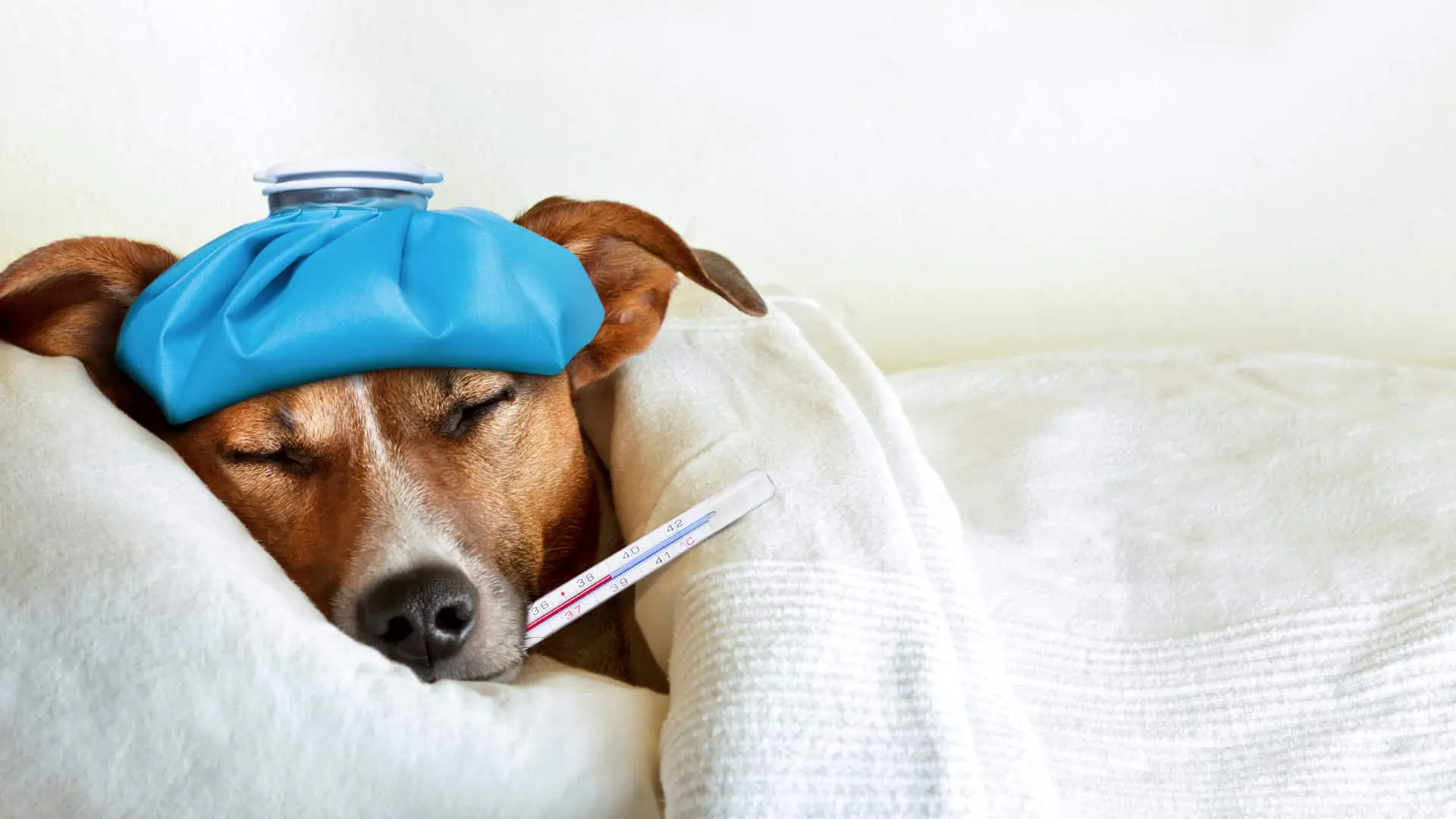 8 Signs Your Dog Is Sick_ A Complete Guide for Austin Pet Parents image 2