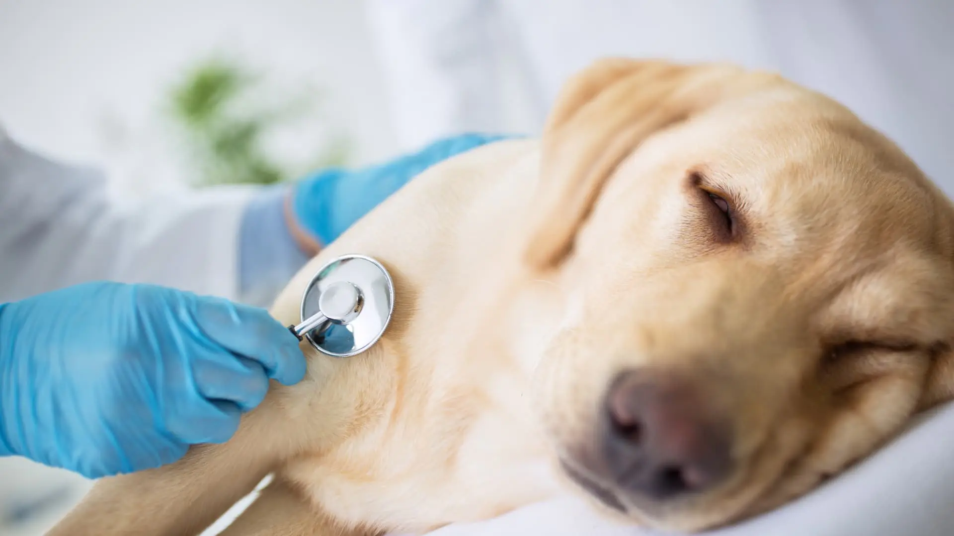 8 Signs Your Dog Is Sick_ A Complete Guide for Austin Pet Parents image raw