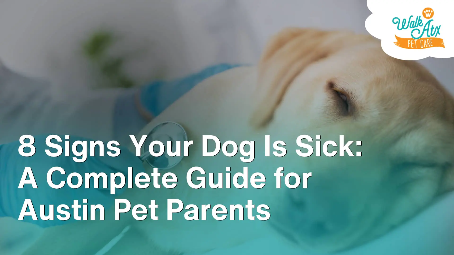 8 Signs Your Dog Is Sick_ A Complete Guide for Austin Pet Parents image