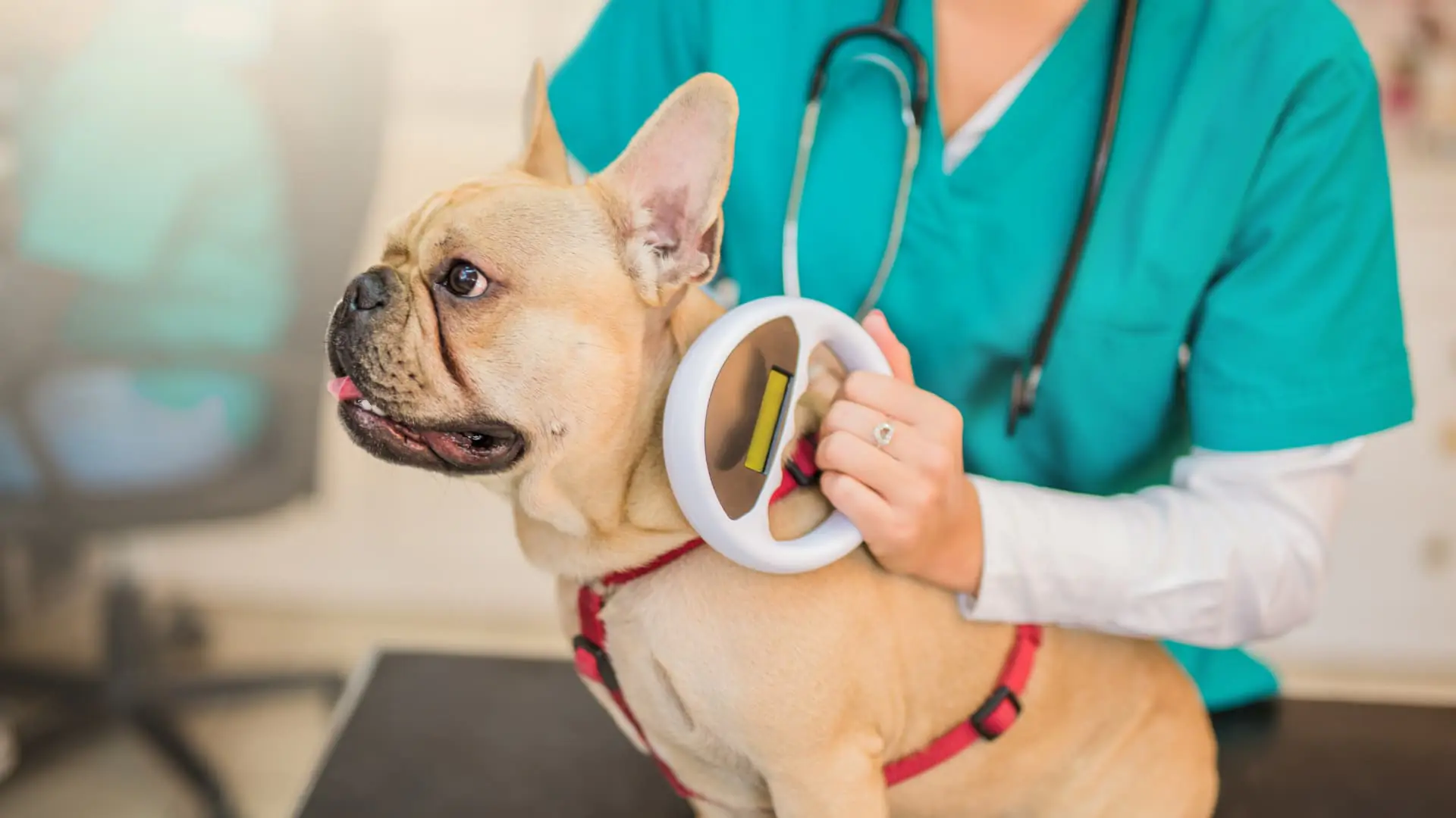 Microchip Dog Cost in Austin, TX_ Complete 2026 Pricing Guide image 2