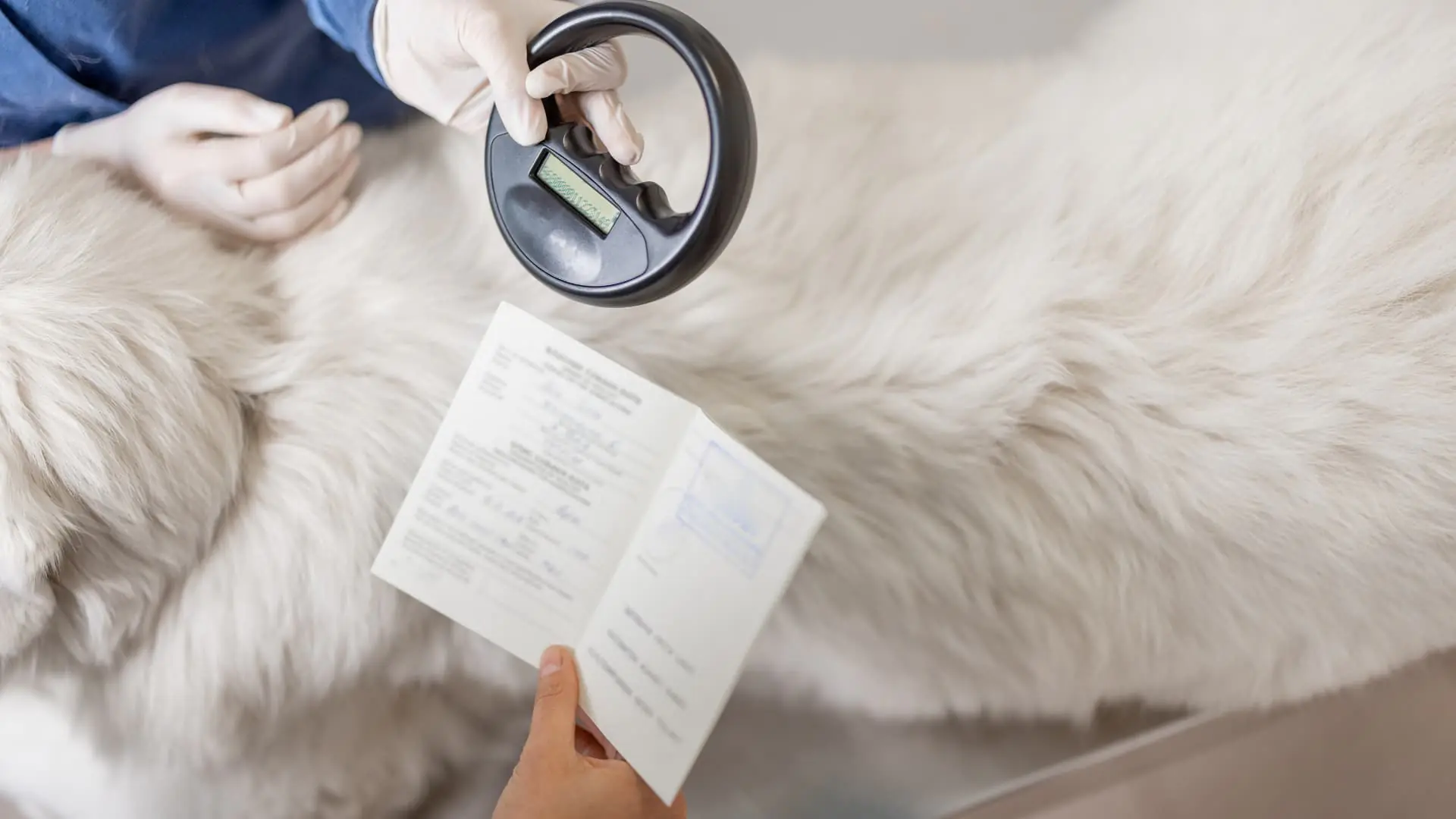 Microchip Dog Cost in Austin, TX_ Complete 2026 Pricing Guide image raw